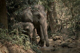 Experiencias con elefantes en Laos