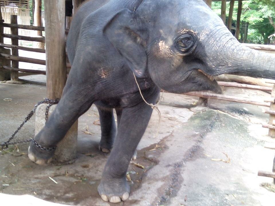 Maltrato a animales del turismo, la crueldad que sufren los elefantes