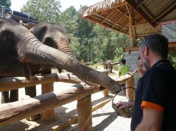 Dar-de-comer-a-elefantes-una-interaccion-sana-y-divertida[1]